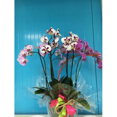 Composizione 3 Phalaenopsis in vaso trasparente