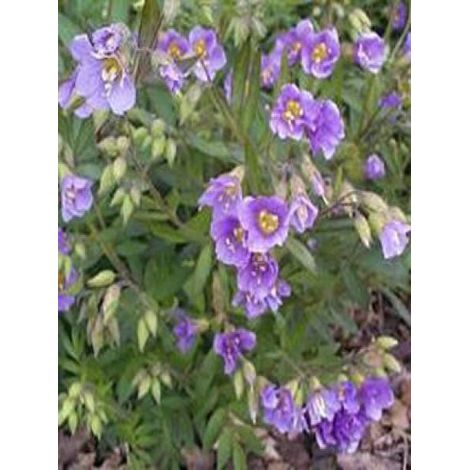 Valériane grecque 'Lambrook Mauve' Godet de 8/9 cm