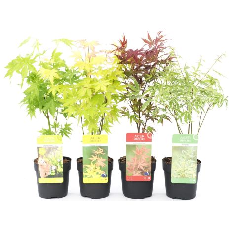 Acero palmato giapponese "Acer palmatum" mix 4 piante diverse in vaso ø11 cm (1/5)