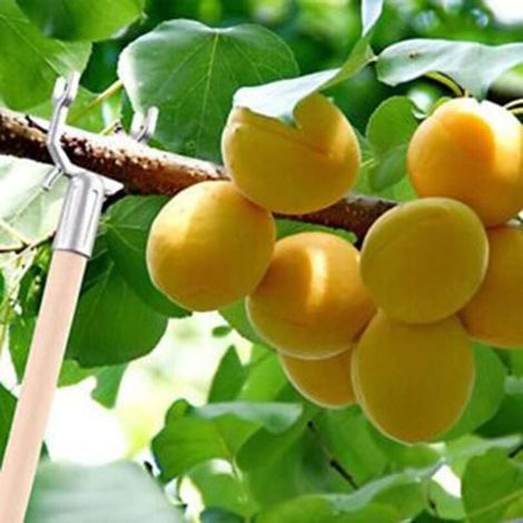 Set mit 8 Aststützen für Obstbäume – Aststütze – Pflanzaststütze – Dekoratives Zubehör – Pfähle für Obstbäume – Aststütze (1/3)