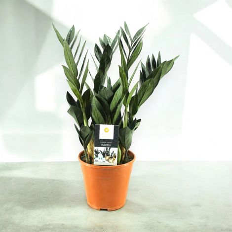 Gardenaria Zamioculcas zamiifolia 'Raven' - Pianta da interno ornamentale - Altezza: 55 cm (vaso 17) (1/4)