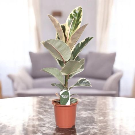 Gardenaria Ficus elastica 'Tineke' - Pianta da interno ornamentale - Altezza: 55 cm (vaso 17) (1/5)