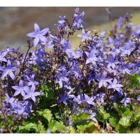 6 x Campanula poscharskyana - VENTRE-POISSON RAMPANT, VENTRE-POISSON, VENTRE-POISSON SERBE - pot 9 x 9 cm