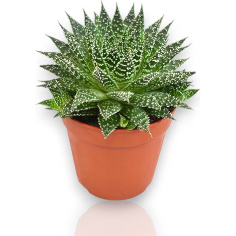 Gardenaria Aloe safari Zambezi - Pianta da interno ornamentale - Altezza: 15 cm (vaso 12) (1/3)