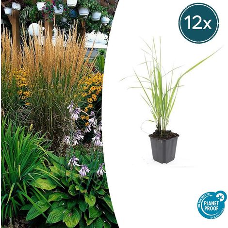 Lot de 12 Calamagrostis acutiflora 'Karl Foerster' Graminée Ornementale Port Dressé Pot Ø9cm - PANGIVO (1/5)