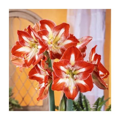 AMARYLLIS ROUGE ET BLANC - LE BULBE