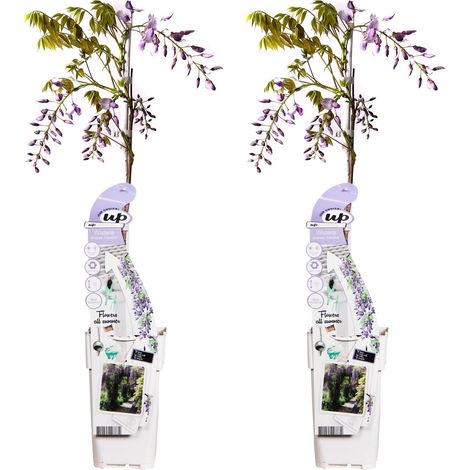 Lot de 2 Glycines de Chine Wisteria sinensis Caroline Plante Grimpante Fleurs Bleu-Violet 65 cm - PANGIVO (1/5)