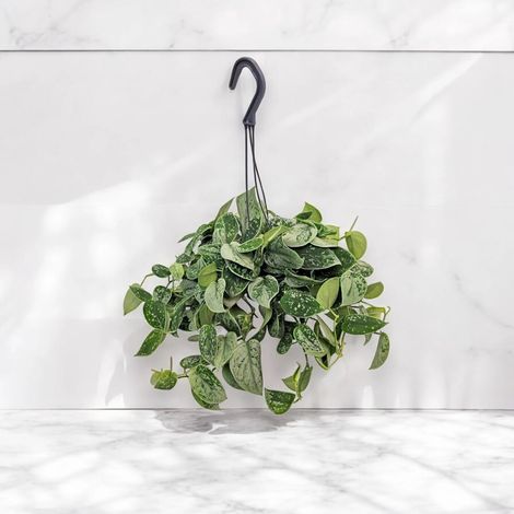 Gardenaria Scindapsus pictus 'Silvery Ann' - Pianta da interno ornamentale - Altezza: 50 cm (vaso 15)