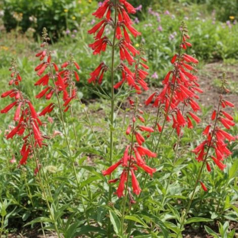 Penstemon eatonii/Lot de 5 godets