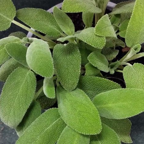1 PIANTA DI SALVIA IN VASO 14CM AROMATICHE (1/2)