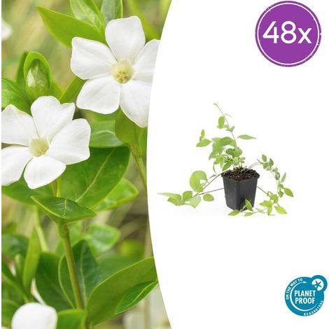 Lot de 48 Vinca major 'Alba' - Grande Pervenche Couvre-sol à Fleurs Blanches - Pot Ø9cm - PANGIVO (1/5)