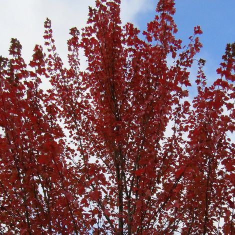 Érable rouge Armstrong, Acer rubrum/Pot de 15L - Baliveau