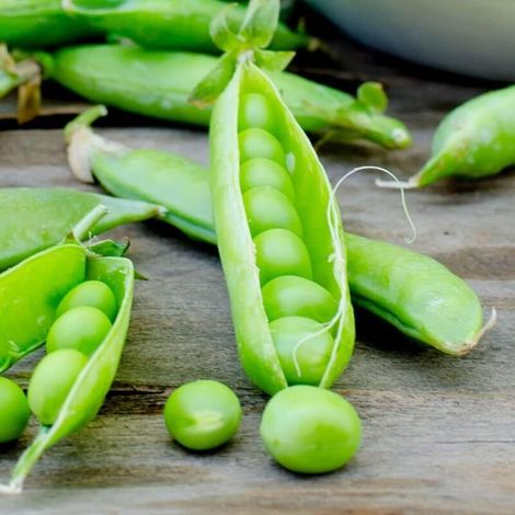 Petit Pois 150 pcs – Semences Pleine Terre – Jardin (1/5)