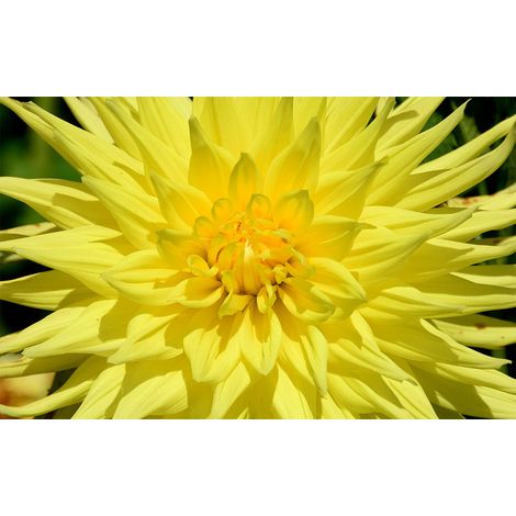 Affiche fleur chrysants jaune - 60x40cm - made in France (1/5)