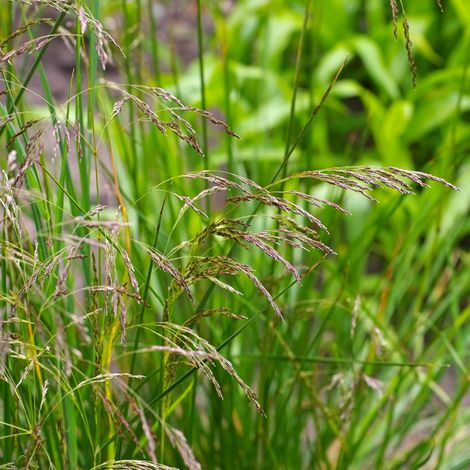 Canche cespiteuse Goldschleier' - Deschampsia cespitosa Goldschleier' pot 3L (1/2)