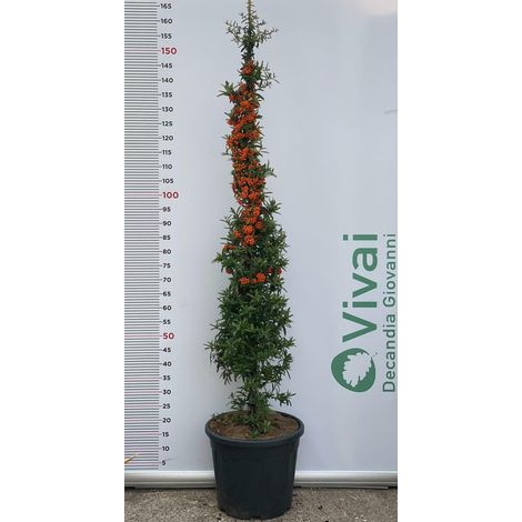 PIANTA DI PIRACANTA A PIRAMIDE ALTEZZA 140/160 CM (FOTO REALI) con bacche