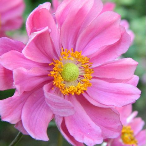 4 x Anémone du Japon  - Anemone hybride 'Serenade'  - godet 9x9 (1/4)