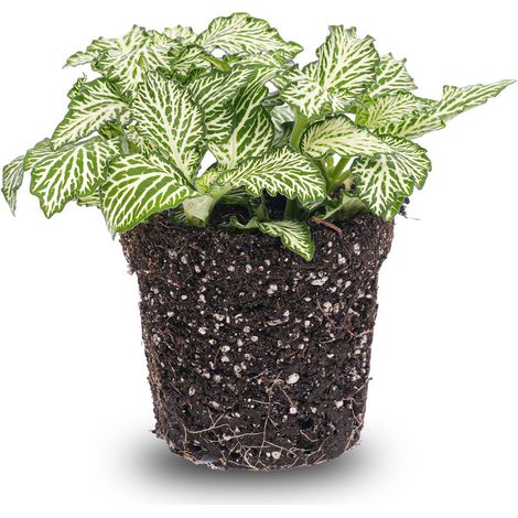 Fittonia White Tiger - Plante Mosaïque d'Intérieur pour Terrarium et Décoration - Pot Ø 8 cm - PANGIVO (1/3)