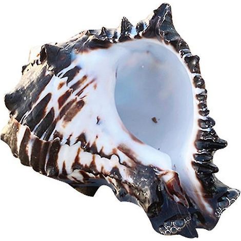 Muscheln 8 bis 10 cm (3–4 Zoll) – Große, natürliche Muscheln zur Dekoration von Aquarien. (1/4)