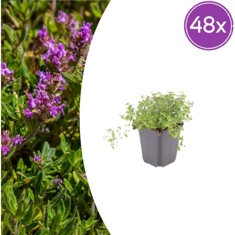 Lot de 48 Thym Serpolet Thymus Serpyllum Couvre-sol Rampant Parfumé Fleurs Violettes Ø 9cm - PANGIVO