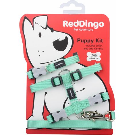 Pack chiot Red Dingo vert pastel