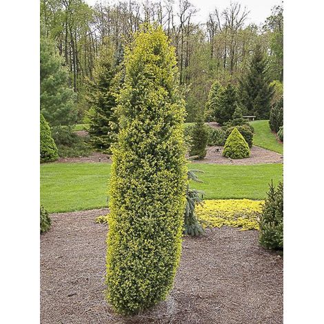 Genévrier commun 'Gold Cone' Pot de 2L/3L (1/3)