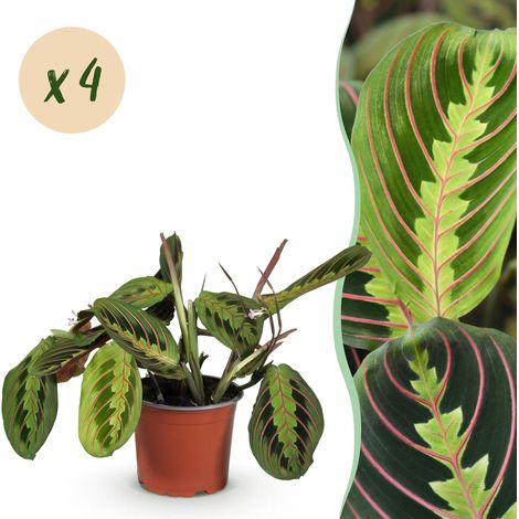 Lot de 4 Maranta Fascinator Tricolour - Plante de Prière d'Intérieur - Amie des Animaux - Pot 12cm - PANGIVO (1/5)
