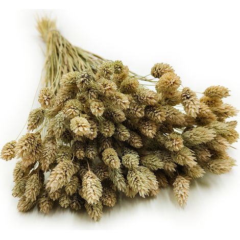 Phalaris seca - Hierba alpiste - (Hierba alpiste) - Natural