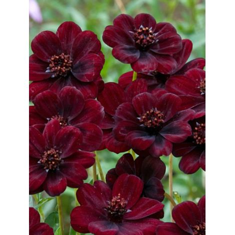 Cosmos 'Chocamocha' Godet de 7/8 cm (1/2)