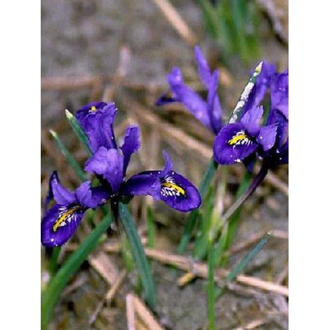 Iris reticulé 'Harmony' Bulbe calibre 6+ (par 30) (1/3)
