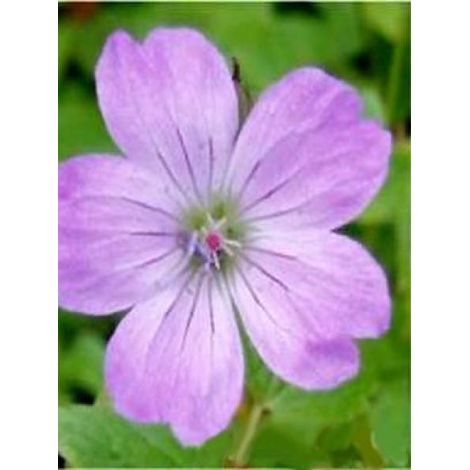 Géranium vivace noueux 'Simon' Godet de 8/9 cm (1/2)