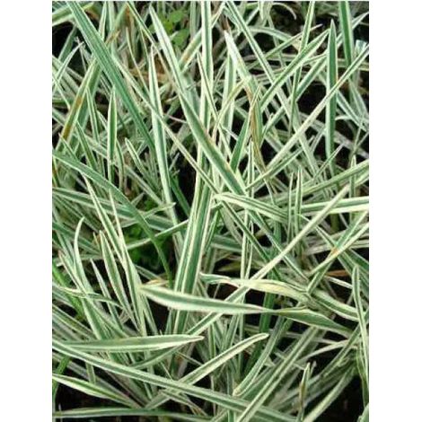 Arrhenatherum elatius ssp. Bulbusom 'Variegatum' Godet de 8/9 cm (1/2)