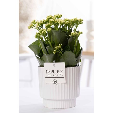 Kalanchoe Blanc Plante d'Intérieur Succulente avec Pot en Céramique Blanche Ø12cm H27cm - PANGIVO