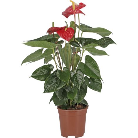 Anthurium Andreanum Rosso - Pianta Purifica Aria - H 65-75 cm Vaso Ø 17 cm (1/3)