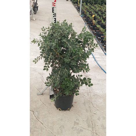 Arbre de Noël Néo-Zélandais Metrosideros Excelsa Pot 24 cm Persistant (1/5)