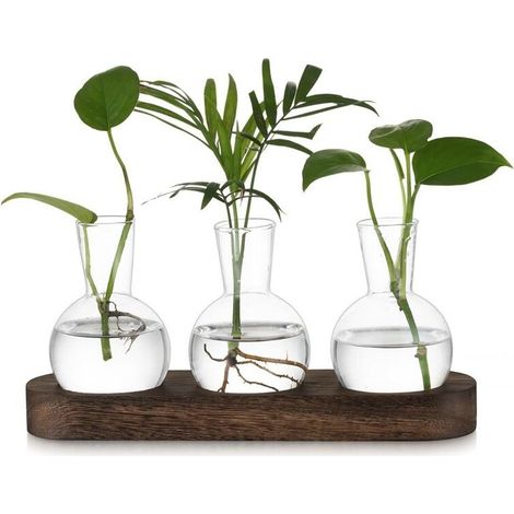 Petit Vase Fleur Vase Transparent: Terrarium Plante Hydroponie Vase en Verre avec Marron Plateau en Bois - 3pces Soliflore en Verre Terrarium Vegetal pour Centre de Table Decoration Interieur (1/5)