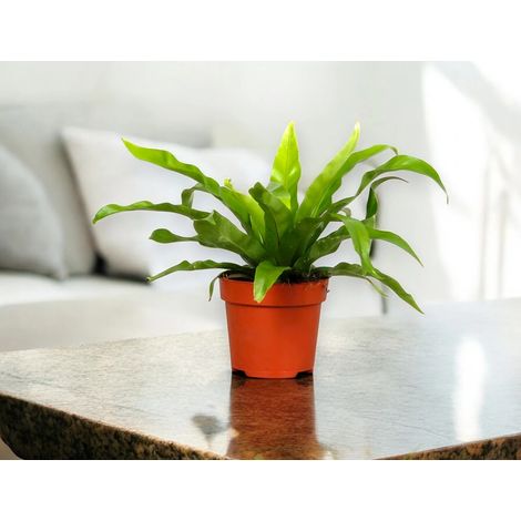 Gardenaria Asplenium antiquum - Pianta da interno ornamentale - Altezza: 25 cm (vaso 12) (1/5)