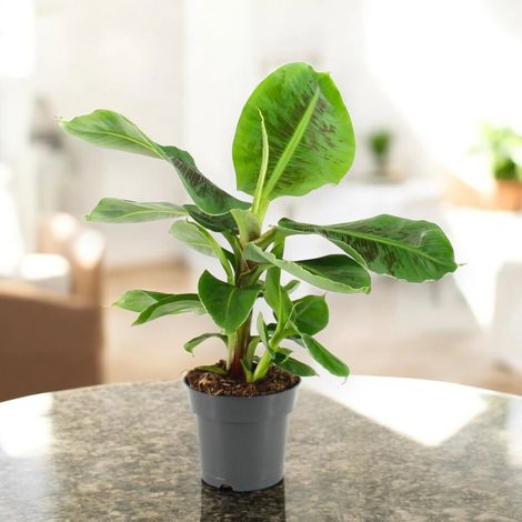 Gardenaria Musa tropicana - Pianta da interno ornamentale - Altezza: 50 cm (vaso 17) (1/4)