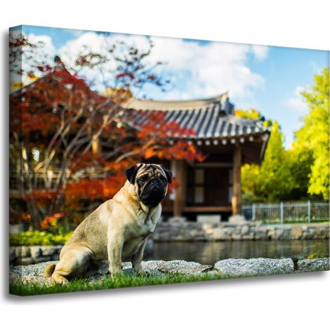 Leinwanddruck „Tier: Mops“ 70 x 50 cm