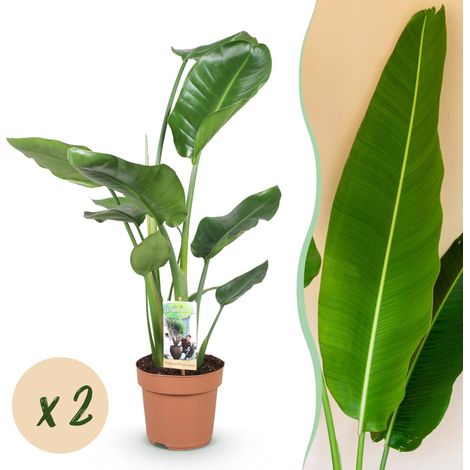Strelitzia Nicolai Lot de 2 Plantes d'Intérieur Tropicales Vertes Pot Ø 17cm Hauteur 70-90cm - PANGIVO (1/5)