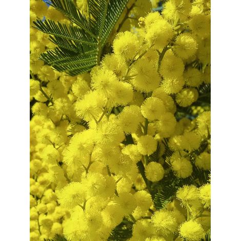 Mimosa des fleuristes 'Gaulois Astier' Pot de 2L/3L