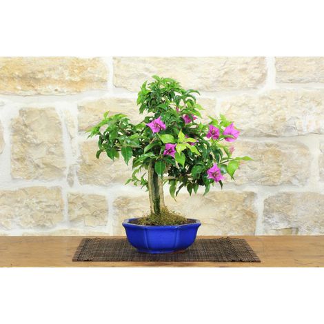 Bonsai di Bougainvillea Sanderiana (142) (1/5)