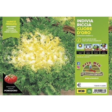 ORTO MIO Indivia Riccia a Cuore D'Oro var. Cigal-Mirna (1/2)