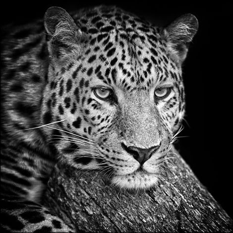 Lupia - Quadro su Tela Arte LEOPARD 100x100cm, Bianco e Nero, Tela in Cotone, Telaio in Legno di Abete 3.1 cm, Prodotto in Italia (1/3)