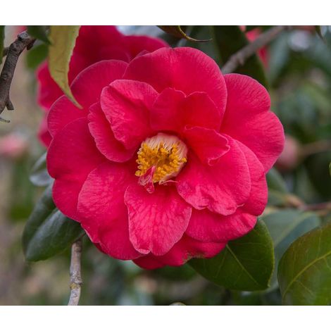 Camelia rosa intenso rosso "Camellia japonica" pianta in mastello ø40 lt h 130/160 cm (1/5)