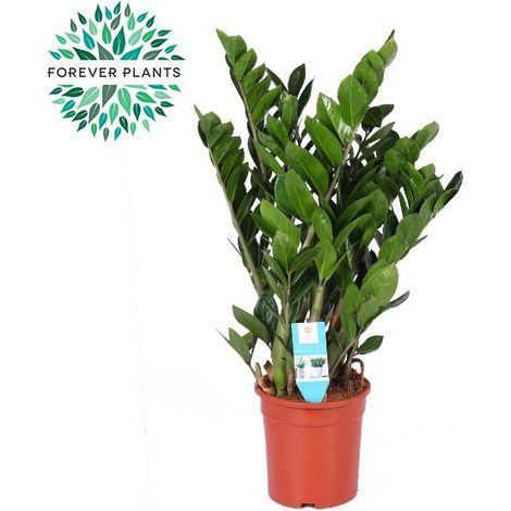 Plante d'intérieur Zamioculcas Zamiifolia ZZ Feuillage Vert Foncé Pot Ø 21 cm H 95 cm