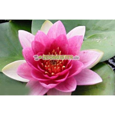 Nénuphar 'Attraction', rustique, rouge brique - rhizome, plante de bassin