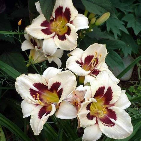 4 x Lis d'un jour - Hemerocallis 'Moon Masquerade' - godet 9x9 (1/4)