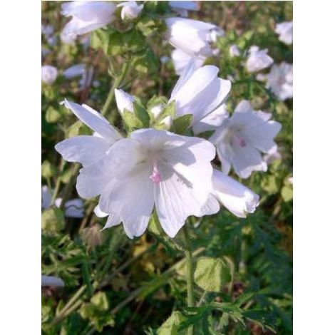 Mauve musquée 'Alba' Godet de 7/8 cm (1/2)