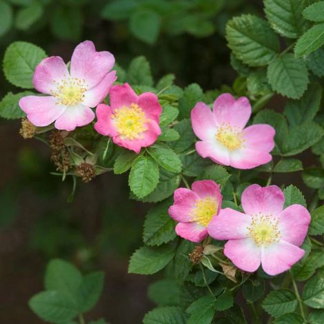 Rosa Rugosa pianta di rose in vaso 2 litri h 70/100 cm COLORI CASUALI (1/5)
